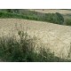 Properties for Sale_Farmhouses to restore_La Casetta in Campagna in Le Marche_6
